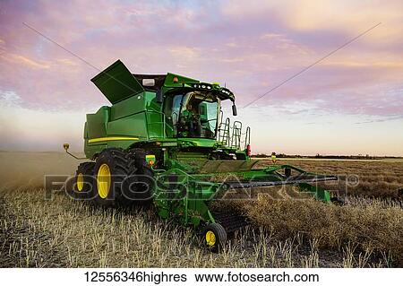 Stock Photograph - A young farmer driving a combine and harvesting canola at sunset; Legal, Alberta, Canada. Fotosearch