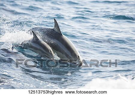 Stock Photograph - A young Spinner Dolphin (Stenella longirostris), leaps into the air beside it's mother, off the island of Lanai; Lanai, Hawaii, United States of America. Fotosearch