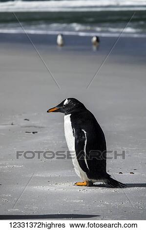 Stock Photograph - Adult Gentoo Penguin (Pygoscelis Papua) At Bertha's Beach; Falkland Islands. Fotosearch
