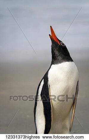Adult Gentoo Penguin (Pygoscelis Papua) At Bertha's Beach; Falkland Islands View Large Photo Image Stock Photograph - Adult Gentoo Penguin (Pygoscelis Papua) At Bertha's Beach; Falkland Islands. Fotosearch