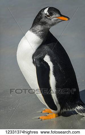 Adult Gentoo Penguin (Pygoscelis Papua) At Bertha's Beach; Falkland Islands View Large Photo Image Stock Photograph - Adult Gentoo Penguin (Pygoscelis Papua) At Bertha's Beach; Falkland Islands. Fotosearch