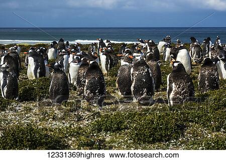 Adult Gentoo Penguins (Pygoscelis Papua) At Bertha's Beach; Falkland Islands View Large Photo Image Stock Photograph - Adult Gentoo Penguins (Pygoscelis Papua) At Bertha's Beach; Falkland Islands. Fotosearch