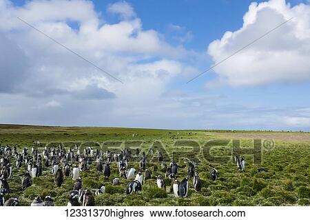 Stock Photograph - Adult Gentoo Penguins (Pygoscelis Papua) At Bertha's Beach; Falkland Islands. Fotosearch