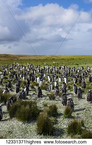 Stock Photograph - Adult Gentoo Penguins (Pygoscelis Papua) At Bertha's Beach; Falkland Islands. Fotosearch