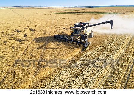 Stock Photograph - Aerial view of a combine at harvest in a barley field; Beiseker, Alberta, Canada. Fotosearch