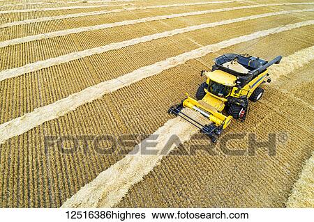 Aerial view of a combine collecting lines of cut grain; Beiseker, Alberta, Canada View Large Photo Image Stock Photograph - Aerial view of a combine collecting lines of cut grain; Beiseker, Alberta, Canada. Fotosearch
