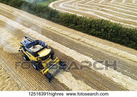 Aerial view of a combine collecting lines of cut grain; Beiseker, Alberta, Canada View Large Photo Image Stock Photograph - Aerial view of a combine collecting lines of cut grain; Beiseker, Alberta, Canada. Fotosearch