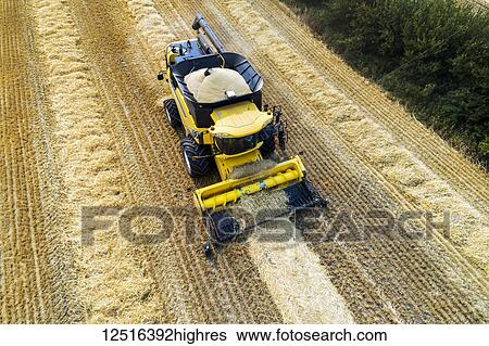 Stock Photograph - Aerial view of a combine collecting lines of cut grain; Beiseker, Alberta, Canada. Fotosearch