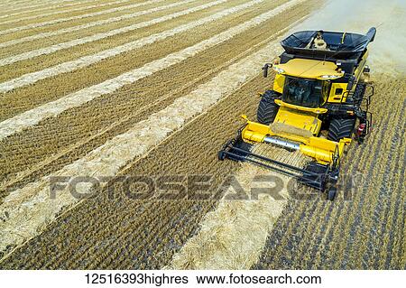 Stock Photograph - Aerial view of a combine collecting lines of cut grain; Beiseker, Alberta, Canada. Fotosearch
