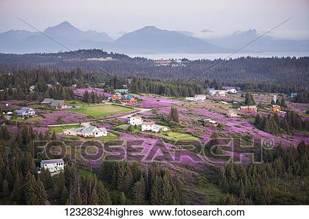 Stock Photograph - Aerial View Of Diamond Ridge And Fields Of Fireweed With The Kenai Mountains In The Background, Southcentral Alaska, USA. Fotosearch