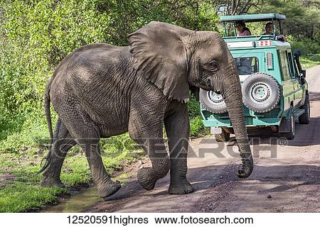 Stock Photograph - African elephant (Loxodonta africana) crosses dirt road behind safari vehicle, Manyara; Tanzania. Fotosearch