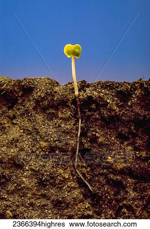 Stock Photograph - Agriculture - Closeup of a canola seedling emerging from the soil showing the tap root system underground.. Fotosearch