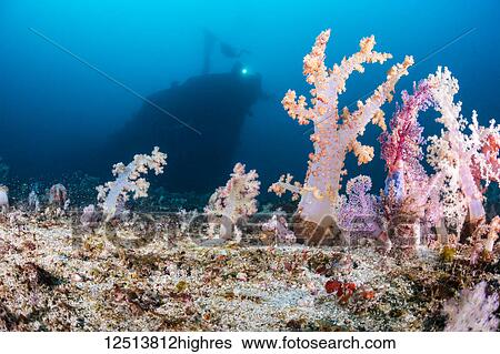 Stock Photograph - Alcyonarian coral stands upright on the bottom at 100 feet while divers in the background explore the wreck of the Alma Jane off Sabang Beach; Puerto Galera, Mindoro, Philippines. Fotosearch