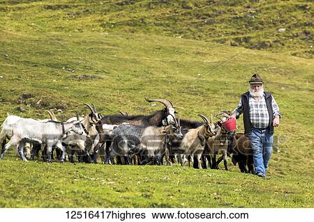 Stock Photograph - Alpine pasture with goats following farmer with feed in red bucket; Sesto, Bolzano, Italy. Fotosearch