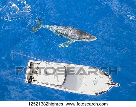 Stock Photograph - An aerial view of a Humpback Whale (Megaptera novaeangliae) surfacing beside a vessel; Lanai City, Lanai, Hawaii, United States of America. Fotosearch