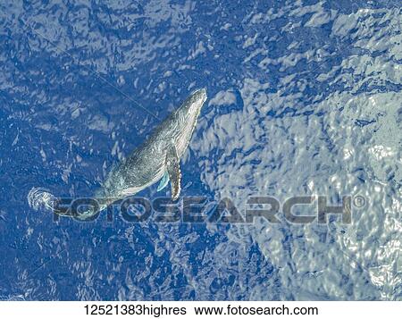 Stock Photograph - An aerial view of a Humpback Whale (Megaptera novaeangliae) just below the surface; Lanai City, Lanai, Hawaii, United States of America. Fotosearch