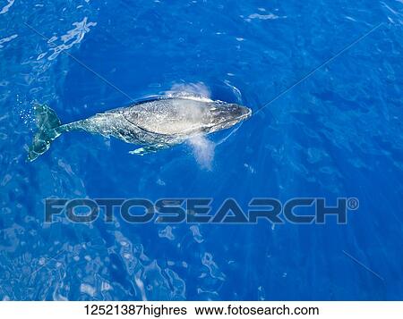 Stock Photograph - An aerial view of a Humpback Whale (Megaptera novaeangliae) at the surface of the water; Lanai City, Lanai, Hawaii, United States of America. Fotosearch