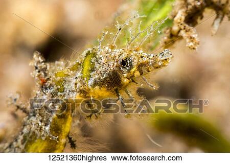 An extreme close-up of a Shortpouch Pygmy Pipehorse (Acentronura tentaculata), which is also know as a Hairy Pygmy Pipehorse; Dumaguete, Philippines View Large Photo Image Stock Photograph - An extreme close-up of a Shortpouch Pygmy Pipehorse (Acentronura tentaculata), which is also know as a Hairy Pygmy Pipehorse; Dumaguete, Philippines. Fotosearch