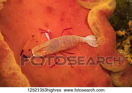 Stock Photograph - An Imperial commensal shrimp (Periclimenes imperator), photographed at night on the Spanish dancer nudibranch (Hexabranchus sanguineus), that it calls home; Philippines. Fotosearch