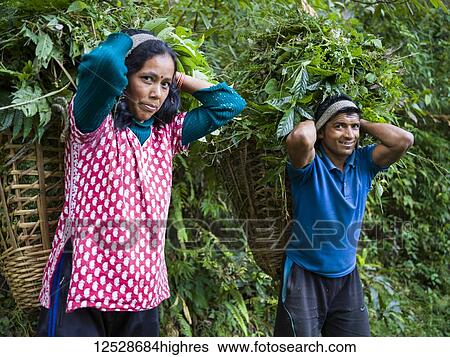 Stock Photograph - An Indian man and woman pause to pose for the camera as they carry large baskets of leaves on their backs; Radhu Khandu Village, Sikkim, India. Fotosearch