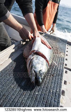 Stock Photograph - Angler flensing a salmon while on an ocean charter in Kachemak Bay, South-central Alaska; Homer, Alaska, United States of America. Fotosearch