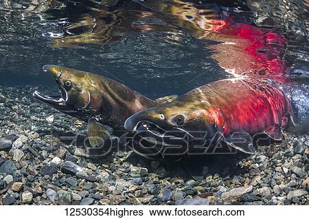 Stock Photograph - Anticipating spawning, male Coho Salmon, also known as Silver Salmon (Oncorhynchus kisutch) approach a female probing her redd in an Alaskan stream during the summer; Alaska, United States of America. Fotosearch