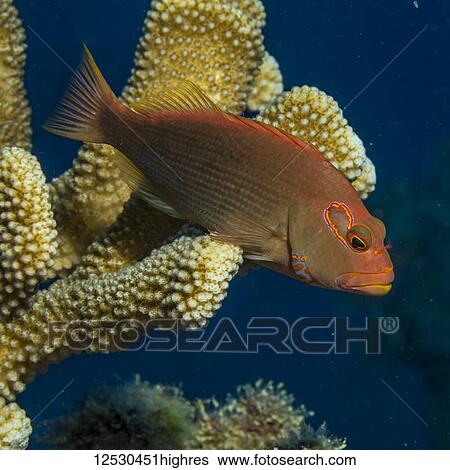 Arc-eye Hawkfish (Paracirrhites arcatus) resting on Antler Coral (Pocillopora eydouxi) off Kauai, Hawaii, during the spring; Kauai, Hawaii, United States of America View Large Photo Image Stock Photograph - Arc-eye Hawkfish (Paracirrhites arcatus) resting on Antler Coral (Pocillopora eydouxi) off Kauai, Hawaii, during the spring; Kauai, Hawaii, United States of America. Fotosearch