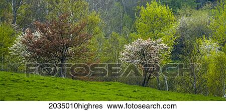 Stock Photograph - Artist's Choice: Trees Surrounding A Field, Blomidon, Nova Scotia. Fotosearch
