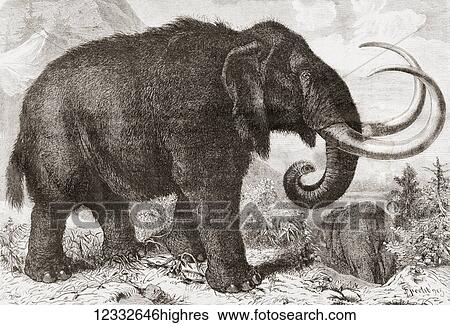 Artist's reconstruction of a woolly mammoth (Mammuthus primigenius). From L'Univers Illustre published 1867. View Large Photo Image Stock Photograph - Artist's reconstruction of a woolly mammoth (Mammuthus primigenius). From L'Univers Illustre published 1867.. Fotosearch