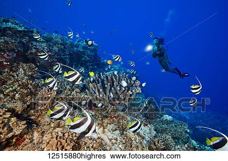 As a diver shines her light, schooling Pennantfish (Heniochus diphreutes) swim over antler coral on the outside of Molokini Marine Reserve off the island of Maui; Maui, Hawaii, United States of America View Large Photo Image Stock Photograph - As a diver shines her light, schooling Pennantfish (Heniochus diphreutes) swim over antler coral on the outside of Molokini Marine Reserve off the island of Maui; Maui, Hawaii, United States of America. Fotosearch