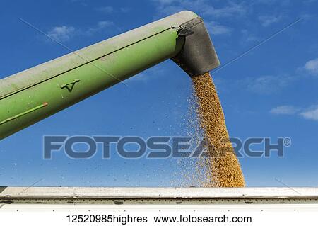 Auger of grain wagon offloading soybeans into a truck; Minnesota, United States of America View Large Photo Image Stock Photograph - Auger of grain wagon offloading soybeans into a truck; Minnesota, United States of America. Fotosearch