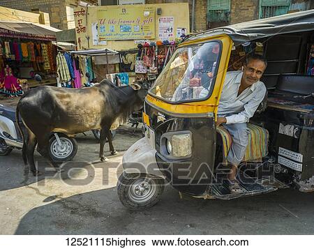Stock Photograph - Auto rickshaw driver posing in his rickshaw with a cow on the street; Jaisalmer, Rajasthan, India. Fotosearch