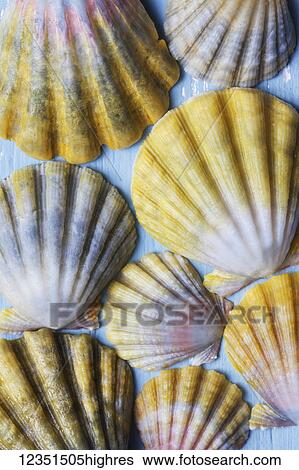 Beautiful rare indigenous Hawaiian sunrise scallop shells (Langford Pecten) laid out on a blue background; Honolulu, Oahu, Hawaii, United States of America View Large Photo Image Stock Photograph - Beautiful rare indigenous Hawaiian sunrise scallop shells (Langford Pecten) laid out on a blue background; Honolulu, Oahu, Hawaii, United States of America. Fotosearch