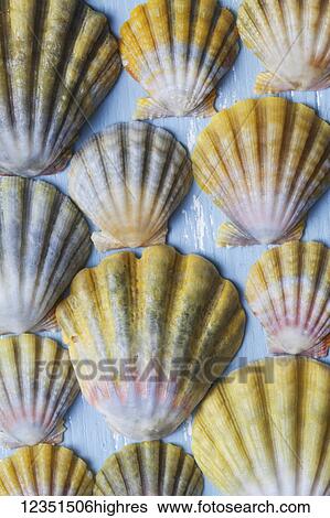 Beautiful rare indigenous Hawaiian sunrise scallop shells (Langford Pecten) laid out on a blue background; Honolulu, Oahu, Hawaii, United States of America View Large Photo Image Stock Photograph - Beautiful rare indigenous Hawaiian sunrise scallop shells (Langford Pecten) laid out on a blue background; Honolulu, Oahu, Hawaii, United States of America. Fotosearch