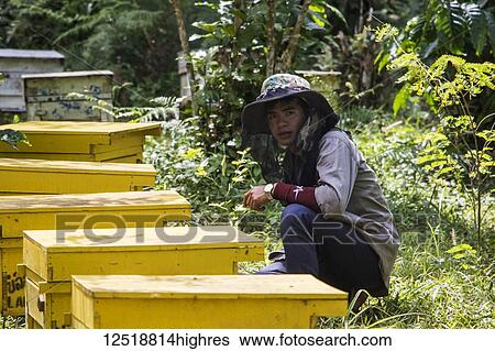 Beekeeper at beehives, SeneToui Plantation, Bolaven Plateau; Champasak, Laos View Large Photo Image Stock Photograph - Beekeeper at beehives, SeneToui Plantation, Bolaven Plateau; Champasak, Laos. Fotosearch