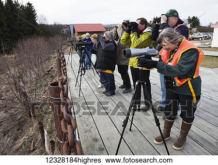 Birdwatchers And Photographers At The Cordova Shorebird Festival, Southcentral Alaska, USA View Large Photo Image Stock Photograph - Birdwatchers And Photographers At The Cordova Shorebird Festival, Southcentral Alaska, USA. Fotosearch