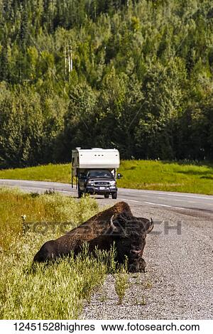 Stock Photograph - Bison resting on roadside with a pickup truck and camper approaching; British Columbia, Canada. Fotosearch