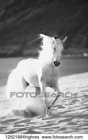 Stock Photograph - Black and white image of a white horse running on the beach; Hawaii, United States of America. Fotosearch