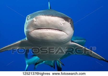 Stock Photograph - Blacktip Reef Shark (Carcharhinus melanopterus); Yap, Micronesia. Fotosearch