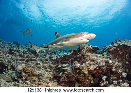 Blacktip Reef Sharks (Carcharhinus melanopterus) swimming over a coral reef; Yap, Micronesia View Large Photo Image Stock Photograph - Blacktip Reef Sharks (Carcharhinus melanopterus) swimming over a coral reef; Yap, Micronesia. Fotosearch