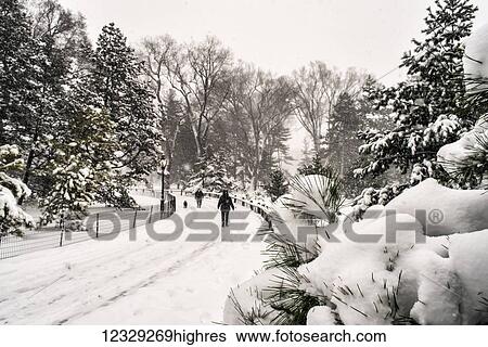 Stock Photograph - Blizzard Conditions In The Arthur Ross Pinetum, Central Park; New York City, New York, United States Of America. Fotosearch