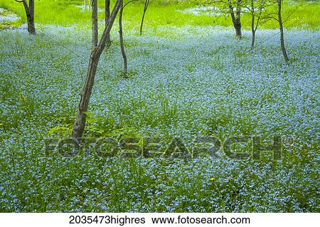 Stock Photograph - Blue Forget-Me-Nots, New Minas, Nova Scotia.. Fotosearch
