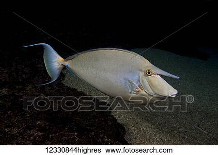 Bluespine Unicornfish (Naso Unicorous) Swimming; Maui, Hawaii, United States Of America View Large Photo Image Stock Photograph - Bluespine Unicornfish (Naso Unicorous) Swimming; Maui, Hawaii, United States Of America. Fotosearch
