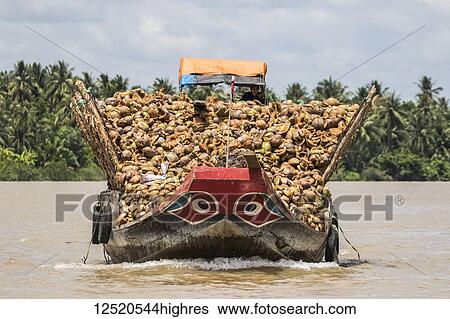Boat laden with coconuts in the Mekong River; Ben Tre, Vietnam View Large Photo Image Stock Photograph - Boat laden with coconuts in the Mekong River; Ben Tre, Vietnam. Fotosearch