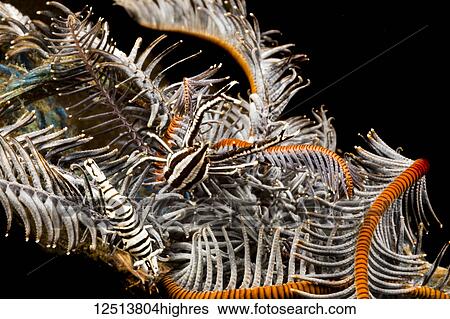 Both a Crinoid Commensal Shrimp (Periclimenes cornutus) and a Crinoid Squat Lobster (Allogalathea elegans) on a crinoid. These tiny crustaceans are commensal on crinoids or feather stars and take their color from the host; Philippines View Large Photo Image Stock Photograph - Both a Crinoid Commensal Shrimp (Periclimenes cornutus) and a Crinoid Squat Lobster (Allogalathea elegans) on a crinoid. These tiny crustaceans are commensal on crinoids or feather stars and take their color from the host; Philippines. Fotosearch
