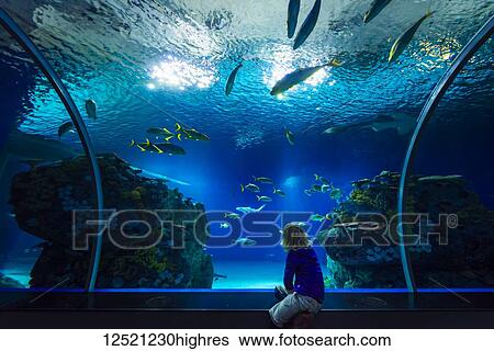 Boy watching fish in tunnel of huge tank in the Blue Planet Aquarium; Copenhagen, Denmark View Large Photo Image Stock Photograph - Boy watching fish in tunnel of huge tank in the Blue Planet Aquarium; Copenhagen, Denmark. Fotosearch