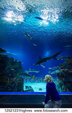 Stock Photograph - Boy watching fish in tunnel of huge tank in the Blue Planet Aquarium; Copenhagen, Denmark. Fotosearch