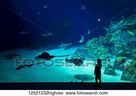Boy watching fish, stingrays and sharks in tunnel of huge tank in the Blue Planet Aquarium; Copenhagen, Denmark View Large Photo Image Stock Photograph - Boy watching fish, stingrays and sharks in tunnel of huge tank in the Blue Planet Aquarium; Copenhagen, Denmark. Fotosearch