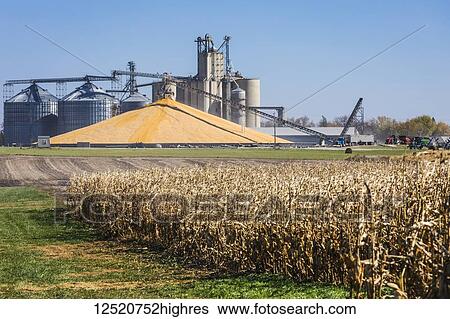 Bumper corn crop being stockpiled in open field next to corn field; Rake, Iowa, United States of America View Large Photo Image Stock Photograph - Bumper corn crop being stockpiled in open field next to corn field; Rake, Iowa, United States of America. Fotosearch
