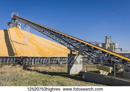 Bumper corn crop being stockpiled next to storage elevators; Rake, Iowa, United States of America View Large Photo Image Stock Photograph - Bumper corn crop being stockpiled next to storage elevators; Rake, Iowa, United States of America. Fotosearch